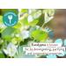 Babo Botanicals Eucalyptus Remedy Shampoo & Wash - Eucalyptus & Rosemary Oils - EWG Verified, Vegan & Cruelty-Free - 16 fl. oz - Buy Online on SooperMarket.com