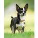 Joytale Reflective Dog Collar for Puppies - XS Brown | Premium Quality Pack of 1 - Buy Online on SooperMarket.com