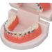 Buy Typodont & Demonstration Tooth Model | Educational Dental Training Tools for Labs - Buy Online on SooperMarket.com