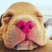 Nose Butter 30 ml - Nourishing Dry Dog Nose Balm for Healthy Paws | Shop Internationally at Your Store Name  - Buy Online on SooperMarket.com