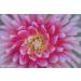 Lensbaby 46mm Macro Filter Kit - Explore Close-Up Photography - Buy Online on SooperMarket.com