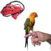 Premium Bird Leash & Dishes - Anti-Bite Flight Training Rope for Small Birds | Perfect for Nymphensittich & Outdoor Use - Buy Online on SooperMarket.com