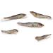 DIBO Fish Dog Treats - 200g Snacks for Dogs | Healthy In-Between Meal Options | International Shipping Available - Buy Online on SooperMarket.com