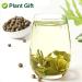 Plantgift Jasmine Dragon Pearls Tea 130g - Premium Green Tea & Oolong Blend - Best Jasmine Tea for a Soothing Experience | International Shipping - Buy Online on SooperMarket.com