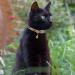 Tagme Personalized Cat Collar Set - Adjustable Safety Closure with Name & Phone Number 2-Pack Brown (18-28 cm) - Buy Online on SooperMarket.com