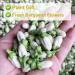 Plant Gift Dried Bergamot Flower 80G/2.82oz Citrus Bergamot Tea Citrus Medica Chinese Health Tea - Buy Online on SooperMarket.com