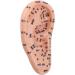 Buy 17cm Ear Acupuncture Point Model - Large Reflexology Learning Display for International Shipping - Buy Online on SooperMarket.com