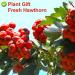 Buy Dried Hawthorn Berries (Shaanzha) - 80g Plant Gift for Health Tea | International Shipping - Buy Online on SooperMarket.com