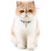 Personalized Address Tags for Dogs & Cats - 6 Pack Pet ID Pendants with Key Ring - Durable Animal Accessories - Buy Online on SooperMarket.com