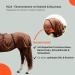 RL24 Outdoor Eczema Ceiling for Horses - Light Brown 125cm | Insect Protection with Fine-Meshed Tissue & Double Front Closure - Buy Online on SooperMarket.com