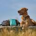 Vet Approved Dog First Aid Kit - Premium Supplies for Emergencies: Thermometer, Bandages, Nail Clippers, Tick Removers & More - Buy Online on SooperMarket.com