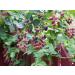 Blackberry Leaf Tea | Rubus L - Rubi Fruticose Folium | Ronce Feuille Tisane Health Embassy (100g) - Buy Online on SooperMarket.com