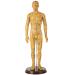 Human Acupuncture Template 50 cm Human Meridian Chinese Medicine Acupuncture Point Medicine Acupuncture Point Model Hand Rotate Anatomy Model