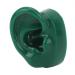 Large Silicone Simulated Ear Model for Hospitals - Pair of Green Acupuncture Point Training Models - Buy Online on SooperMarket.com