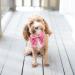Buy Lionet Paws Comfortable Silk Dog Collar with Removable Fly for Small Dogs | Perfect Fit 25-40cm | 1 Pack - Peach - Buy Online on SooperMarket.com
