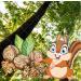 New Harvest 2022: 25kg Raw & Unprocessed Walnuts in Bowl for Squirrels - 100% Vegan & Natural - Buy Online on SooperMarket.com