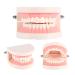 Standard-Tech 1-Part PVC Dental Apprenticeship Model - Ideal for Tooth Brushing Demonstration & Teaching - Buy Online on SooperMarket.com