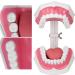 Teeth Model Toothbrushes - Dental Teaching Tool Kit | 120 Open & Clear View for Effective Learning - Buy Online on SooperMarket.com