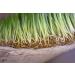 Organic Frozen WOW Wheatgrass | Unpasteurized, Alkaline, No Powder | Grown and Packaged in USA - Buy Online on SooperMarket.com