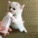 DoubleWood Nursing Bottle Kit with Replacement Nipple for Newborn Kittens, Puppies, Rabbits, Small Animals - Buy Online on SooperMarket.com