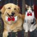 Formal Pets Bowtie Adjustable Pets Dog Cat Bow Tie Pet Necktie Collar Elegance False Kitten Necktie Collar Trendy Bowties for Wedding Birthday Christmas Costumes Neck Collar for Dogs and Cats (L) - Buy Online on SooperMarket.com