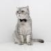 Buy SUNTRADE Adjustable Formal Pet Bow Tie for Dogs & Cats - Wedding Costume (Small Black) - International Shipping Available - Buy Online on SooperMarket.com
