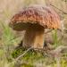 Dried Porcini Mushrooms (100g/3.5oz) - 100% Natural Whole Boletus Edilus - Vegan-Friendly - Buy Online on SooperMarket.com