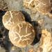 Dried Shiitake Mushrooms - Premium Grade, Soft Texture, Natural Grown, No Fumigation, 6 oz - Buy Online on SooperMarket.com