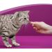 Whiskas Dentabites Cat Snack - Chicken Flavor (Pack of 8 x 40g) - International Shipping Available - Buy Online on SooperMarket.com