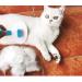 ShipeeKin Effective Grooming Dog/Cat Brush Detangling Comb for Dogs and Long-haired Cat with Cleaning Button against Knotted Hair Self Cleaning Brush for Pets with Medium and Long Hair L9-blue - Buy Online on SooperMarket.com