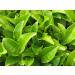 Seba Garden Loose Roasted Green Tea 1kg - Buy Online on SooperMarket.com
