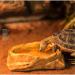 Medium Resin Rock Water Bowl for Reptiles | Terrarium Tank Food Bowl for Lizards, Snakes, Frogs, and More - Buy Online on SooperMarket.com