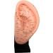 Model of Human-Anatomic Anatomical Tool Ear Acupuncture Showing Various Acupuncture Points and is Listed in The Red Dots Height 23 cm