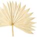 Vickerman Natural Botanicals 20" Natural Palm Sun Stem Real Preserved Foliage Stems Includes 12 Stems Per Pack - Buy Online on SooperMarket.com