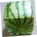 Uonlytech Watermelon Shaping Fruit Tools Pumpkin Growing Molds for Garden Vegetable Shaping Tool Watermelon Modeling Big Rod 15x15cm Transparent - Buy Online on SooperMarket.com