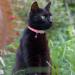 Tagme Personalized Cat Collar - Adjustable Safety Neck Band for Cats (2-Pack) - Pink - Custom Name & Phone Number Fits 18-28 cm - Buy Online on SooperMarket.com