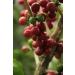 Global Coffee Gift Set - 5x65g Whole Bean Coffees from Brazil Honduras Peru Mexico & Kenya | Unique International Coffee Experience - Buy Online on SooperMarket.com