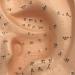Ear Acupuncture Template Template - Human Giant Ear Acupuncture Template - Chinese Medicine Ear Pattern - Buy Online on SooperMarket.com