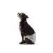 Amazon Basics Disposable Dog Diapers for Male Dogs Small (30-Pack) White