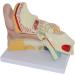 Human Ear Anatomy Model Zoom Model Removable Ear Structure Model Inner Ear Labyrinth Medical - Buy Online on SooperMarket.com