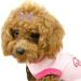 Rayminsino 4 Pack Dog Hair Clips with Crystal-Strass Crown | Cute Accessories for Small & Medium Long-Haired Pets - Buy Online on SooperMarket.com