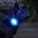 LaRoo Safety LED-Flashing Light for Dogs Cats LED-Light Pendant Keyring Clip on Dog Collar Charms Blinker Light Waterproof Safety Light for Walking the Dog and Outdoor Sports rechargable Purple-1 - Buy Online on SooperMarket.com