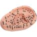 Buy 17cm Ear Acupuncture Point Model - Large Reflexology Learning Display for International Shipping - Buy Online on SooperMarket.com
