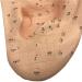 Human Body Model Acupuncture Pressure Points and Meridians 40cm - Buy Online on SooperMarket.com