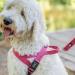 Nobby Norwegian Classic Preno Harness - Raspberry/Pink Size L (60-76 cm) | Durable & Stylish Dog Harness for International Shipping - Buy Online on SooperMarket.com