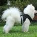 Buy Reflective Soft Padded Harness & Cat Dishes for Small Dogs & Puppies | Air-Mesh Leash Included | Fits Chest 29-33cm - Black - Buy Online on SooperMarket.com