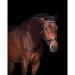 Buy Presteq Bridle FaySport Glitter PresTec Black - Cob/VB | Premium Equestrian Gear Shipping Worldwide - Buy Online on SooperMarket.com