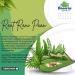 sweet paan (Raat Rani Paan (Night Queen Paan)) - Buy Online on SooperMarket.com