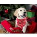 Lionet Paws Dog Bandana Headscarves | Triangle Scarf for Dogs | Snow Design | LL (Pack of 1) - Shop Internationally! - Buy Online on SooperMarket.com