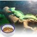 Reptile Bowl Spider Water Dish Round Food Bowl Escape Proof Feeder for Small Medium Size Pet Tortoise Lizard escape proof bowls for reptiles - Buy Online on SooperMarket.com